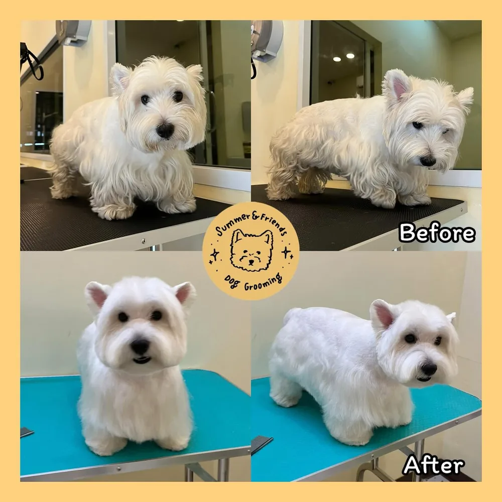 Before and after: a shaggy Westie on the grooming table, then the same dog with a neat, rounded cut