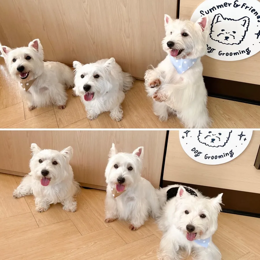 Six freshly groomed Westies in bandanas sitting by the Summer & Friends Dog Grooming sign