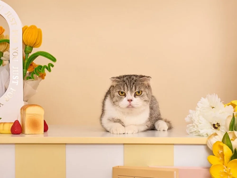 A grey tabby cat sitting on the counter of the yellow-striped photo booth, with tulips