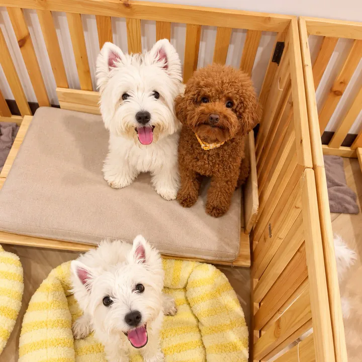 Two Westies and a toy poodle in the wooden daycare pens, one on a yellow striped bed