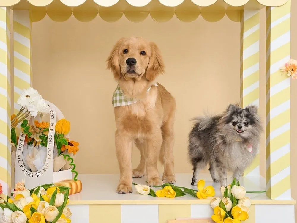 A golden retriever and a pomeranian in the shop's yellow-striped photo booth, with tulips